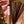 Simplicity Incense