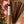 Harmony Incense