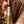 Patience Incense