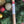 Load image into Gallery viewer, Holiday Tree (Blue Spruce) Incense
