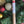 Noel Incense